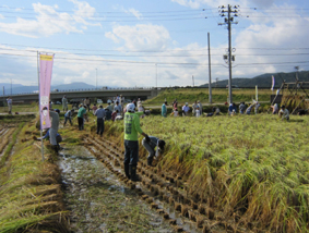 吹上遺跡古代米稲刈り開始